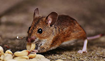 24 Hour & Emergency Exterminators in Wi Dept Revenue Box 268, WI